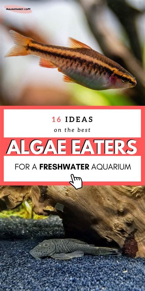 aquarium fish that eat snails|20 Hair Algae Eaters for a SPOTLESS Aquarium .